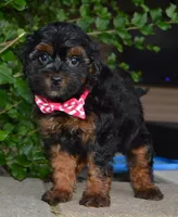 Sunny, a female Shihpoo for sale in Celina, OH – 7 of 10