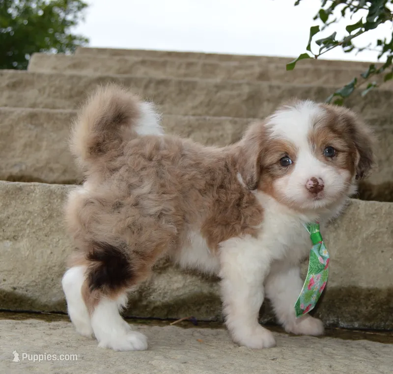 Mini Arlo – Miniature Aussiedoodle puppy for sale in Celina, OH