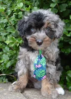 Mini Asher, a male Miniature Aussiedoodle for sale in Celina, OH – 3 of 10