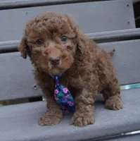 Mini Paige, a female Poodle - Miniature  for sale in Celina, OH – Photo 6 of 10