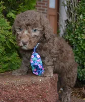 Mini Paige, a female Poodle - Miniature  for sale in Celina, OH – Photo 2 of 10