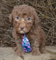 Mini Paige, a female Poodle - Miniature  for sale in Celina, OH – Photo 5 of 10