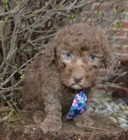 Mini Paige, a female Poodle - Miniature  for sale in Celina, OH – Photo 9 of 10