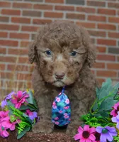 Mini Paige, a female Poodle - Miniature  for sale in Celina, OH – Photo 10 of 10