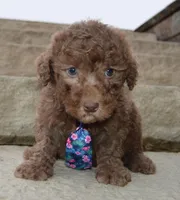 Mini Paige, a female Poodle - Miniature  for sale in Celina, OH – Photo 4 of 10