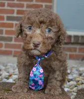Mini Paige, a female Poodle - Miniature  for sale in Celina, OH – Photo 8 of 10