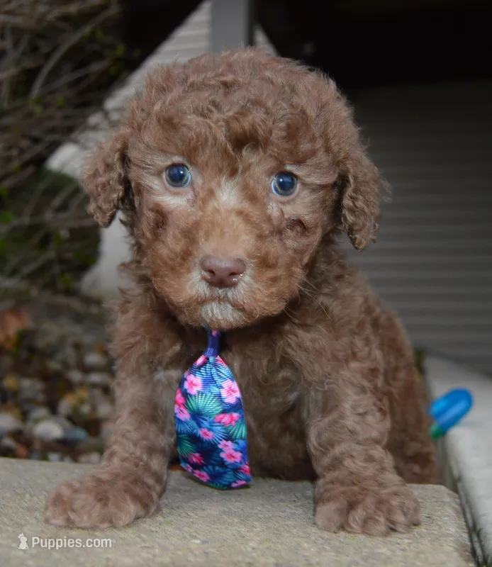 Mini Paige – Poodle - Miniature  puppy for sale in Celina, OH