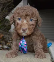 Mini Paige, a female Poodle - Miniature  for sale in Celina, OH – Photo 1 of 10