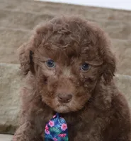 Mini Paige, a female Poodle - Miniature  for sale in Celina, OH – Photo 3 of 10