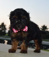 Sunny, a female Shihpoo for sale in Celina, OH – 6 of 10