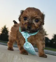 TINY Sam, a male Shihpoo for sale in Celina, OH – 4 of 10