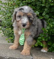 Mini Asher, a male Miniature Aussiedoodle for sale in Celina, OH – 3 of 10