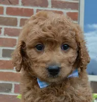 Mini Ginger, a male Miniature Goldendoodle for sale in Celina, OH – 10 of 10