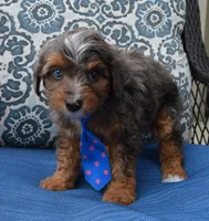 Mini Ace, a male Miniature Aussiedoodle for sale in Celina, OH – 4 of 10