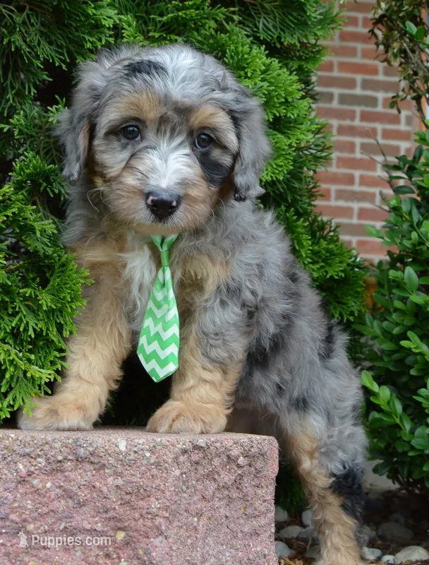 Mini Asher – Miniature Aussiedoodle puppy for sale in Celina, OH