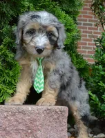 Mini Asher, a male Miniature Aussiedoodle for sale in Celina, OH – 1 of 10