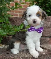 Mini Aspen, a female Miniature Aussiedoodle for sale in Celina, OH – 5 of 10