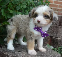 Mini Aspen, a female Miniature Aussiedoodle for sale in Celina, OH – 9 of 10