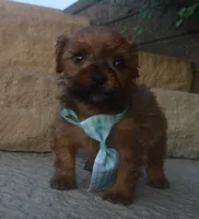 TINY Sam, a male Shihpoo for sale in Celina, OH – 3 of 10