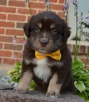 Angel, a female Australian Shepherd for sale in Celina, OH – 5 of 10