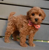 Sadie, a female Shihpoo for sale in Celina, OH – 4 of 10