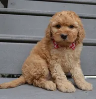 Mini Gigi, a male Miniature Goldendoodle for sale in Celina, OH – 2 of 10