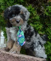 Mini Asher, a male Miniature Aussiedoodle for sale in Celina, OH – 9 of 10