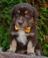 Angel, a female Australian Shepherd for sale in Celina, OH – 2 of 10