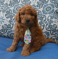 Mini Gus, a male Miniature Goldendoodle for sale in Celina, OH – 5 of 10