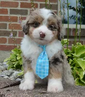 Mini Asher, a male Miniature Aussiedoodle for sale in Celina, OH – 9 of 10