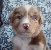 Abby, a female Australian Shepherd for sale in Celina, OH – 3 of 10
