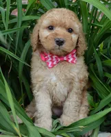 Mini Gigi, a male Miniature Goldendoodle for sale in Celina, OH – 1 of 10
