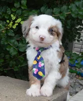 Mini Auggie, a male Miniature Aussiedoodle for sale in Celina, OH – 2 of 10