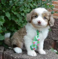 Mini Arlo, a male Miniature Aussiedoodle for sale in Celina, OH – 3 of 10