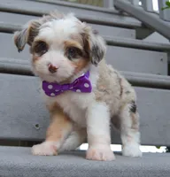 Mini Aspen, a female Miniature Aussiedoodle for sale in Celina, OH – 2 of 10