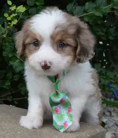 Mini Arlo, a male Miniature Aussiedoodle for sale in Celina, OH – 7 of 10