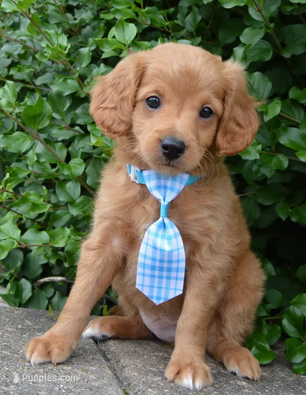 Mini Gordon – Miniature Goldendoodle puppy for sale in Celina, OH