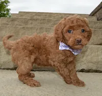 Mini Georgia, a female Miniature Goldendoodle for sale in Celina, OH – 8 of 10