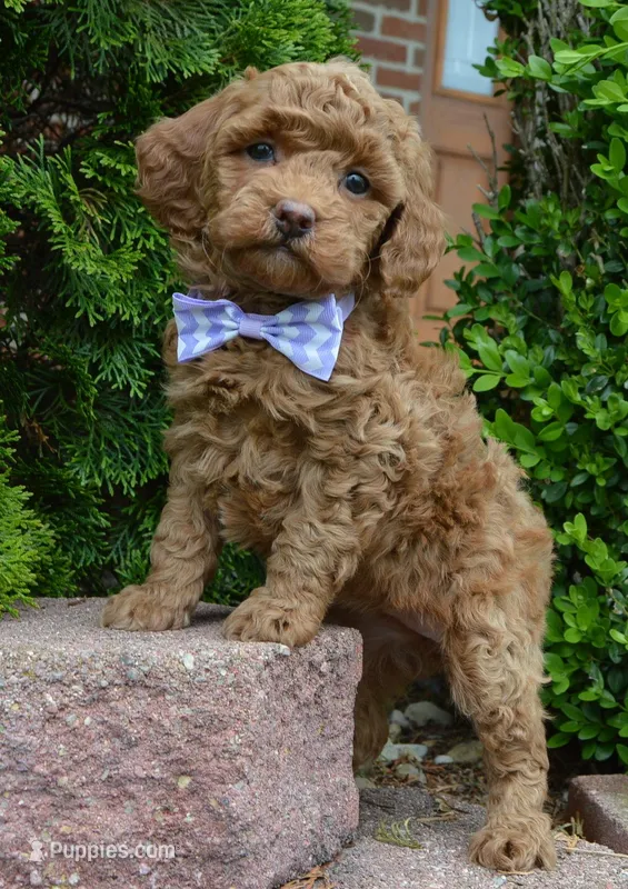 Mini Georgia – Miniature Goldendoodle puppy for sale in Celina, OH