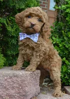 Mini Georgia, a female Miniature Goldendoodle for sale in Celina, OH – 1 of 10