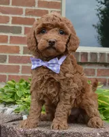 Mini Georgia, a female Miniature Goldendoodle for sale in Celina, OH – 3 of 10