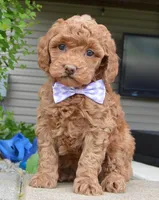 Mini Georgia, a female Miniature Goldendoodle for sale in Celina, OH – 2 of 10