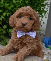 Mini Georgia, a female Miniature Goldendoodle for sale in Celina, OH – 6 of 10