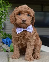Mini Georgia, a female Miniature Goldendoodle for sale in Celina, OH – 7 of 10
