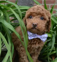 Mini Georgia, a female Miniature Goldendoodle for sale in Celina, OH – 5 of 10