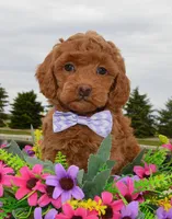 Mini Georgia, a female Miniature Goldendoodle for sale in Celina, OH – 10 of 10