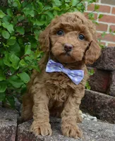 Mini Georgia, a female Miniature Goldendoodle for sale in Celina, OH – 4 of 10