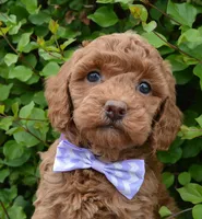 Mini Georgia, a female Miniature Goldendoodle for sale in Celina, OH – 9 of 10