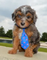 Mini Ace, a male Miniature Aussiedoodle for sale in Celina, OH – 9 of 10
