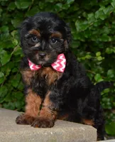 Sunny, a female Shihpoo for sale in Celina, OH – 9 of 10